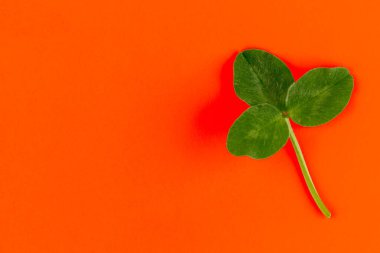 Yonca yaprağı yemyeşil lav kağıdının arka planına yakın çekim yapıyor. En az stil St. Patrick gün arkaplanı.