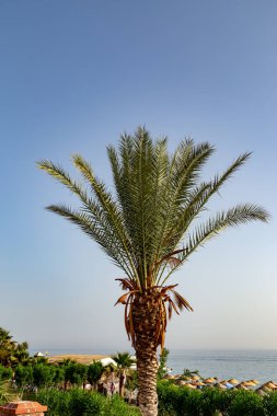 Plaj arka planında hurma ağacı.