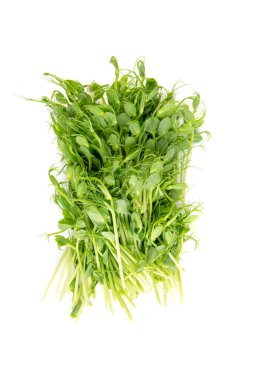 Sağlıklı diyet yemekleri için mikroyeşilliklere yakın çekim. Vejetaryen süper yiyecekler. Salata için fasulye yaprağı kes..