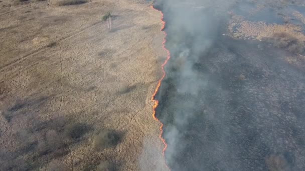 Sucha Trawa Płonie Polu Widok Lotu Palenia Dzikiego Ognia Duże — Wideo stockowe