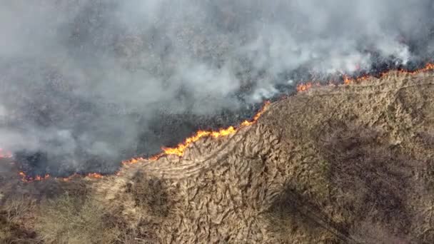 Dry Grass Burning Field Aerial View Smoking Wild Fire Large — Stock Video