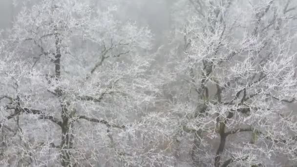 Воздушный Пролет Через Замерзшие Сосны Ели Снегом Зимой Многие Деревья — стоковое видео