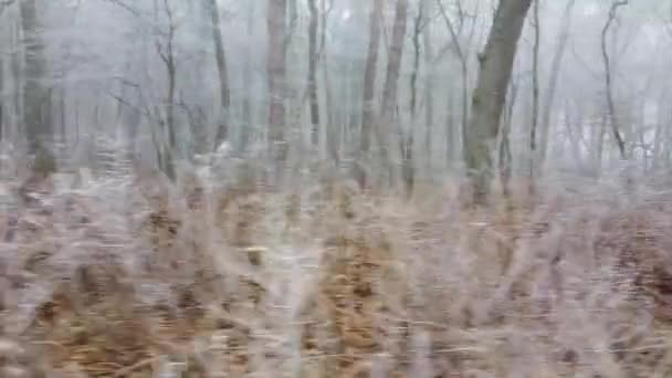 Latający Zimie Przez Zamarznięte Sosny Jodły Śniegiem Wiele Drzew Drewna — Wideo stockowe