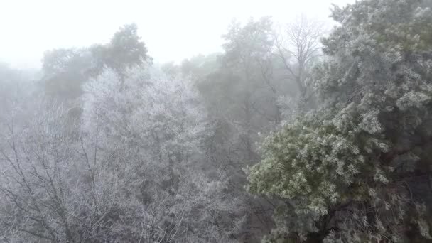 Εναέρια Που Πετούν Μέσα Από Κατεψυγμένα Πεύκα Και Έλατα Χιόνι — Αρχείο Βίντεο