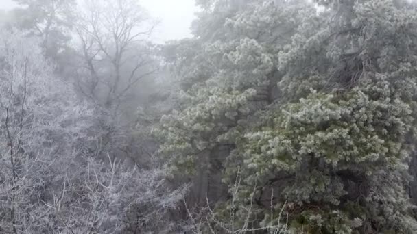 Aerea Che Vola Attraverso Pini Congelati Abeti Con Neve Inverno — Video Stock