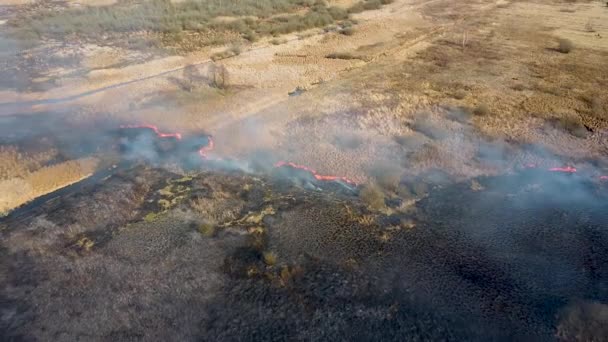 Trockenes Gras Brennt Auf Dem Feld Luftaufnahme Des Rauchenden Waldfeuers — Stockvideo