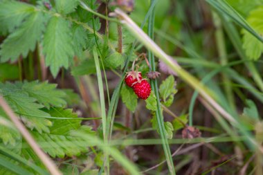 Vahşi orman çileği ormandaki yeşillikler