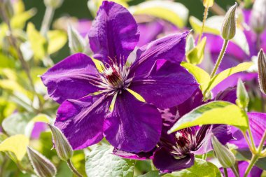 Mor klematis çiçeği yakın plan. Canlı yaz çiçekleri koleksiyonu.