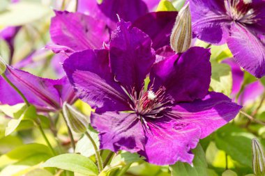 Mor klematis çiçeği yakın plan. Canlı yaz çiçekleri koleksiyonu.