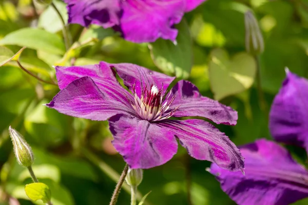 Purple Clematis Flower Closeup Background Vivid Summertime Floral Collection — Stock Photo, Image
