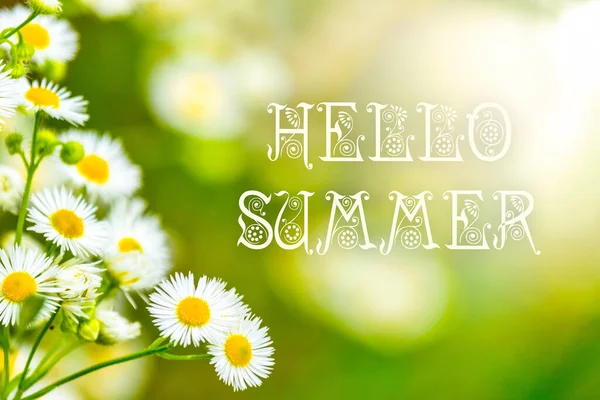 Summer gentle nature background. Daisies on the field on a sunny day with copy space in form of banner. Nature background with text hello summer.