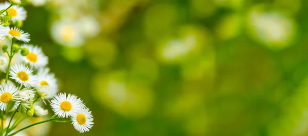 Summer gentle nature background. Daisies on the field on a sunny day with copy space in form of banner. Nature background with place for text.