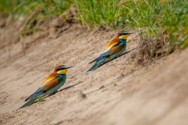 Kumda oturup kameraya bakan arı yiyiciler. Kopyalama alanı olan hayvan veya doğa arkaplanı.