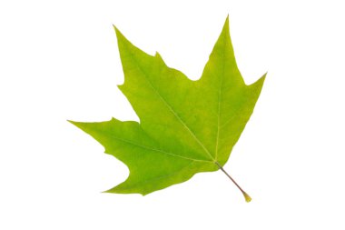 Platan yaprak beyaz arkaplanda izole edilmiş..