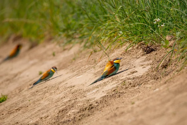 Bee-eaters hide out in the bushes and look into the camera. Animal or nature background with copy space.