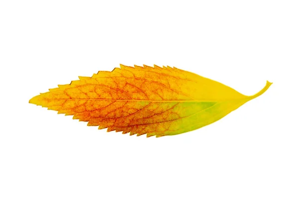 Herbst Orangefarbenes Blatt Mit Roten Punkten Und Zeichen Der Hautalterung — Stockfoto