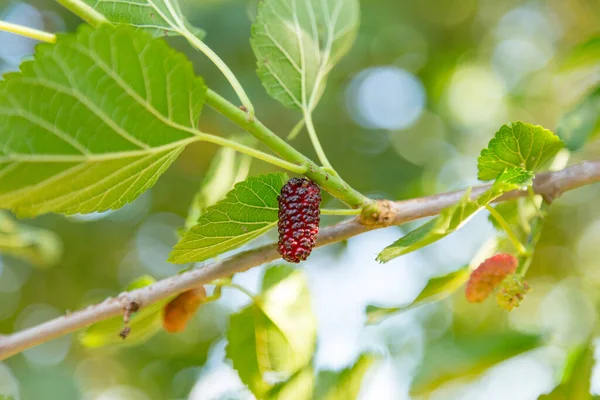 Mulberry Tree Branch Sunny Summer Day Copy Space Authentic Farm — Stock Photo, Image