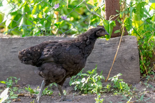 Poule Cour Regardant Dans Caméra Séries Authentiques Exploitations Agricoles — Photo