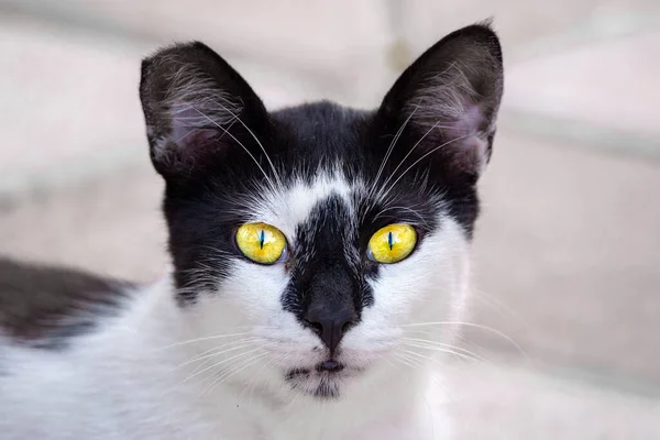 Gato Raça Preto Branco Uma Orelha Quebrada Olhando Para Câmera — Fotografia de Stock