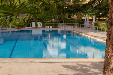 Tropikal güneşli bir günde Araucaria heterofilla ya da Norfolk Adası Çamı 'nın yemyeşil yaprakları. Tatil veya seyahat arkaplanı kavramı.