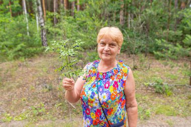 Ormanda yaşlı bir kadın elinde yaban mersini çalısı tutuyor. Açık hava eğlencesi ve mutlu emeklilik serileri..