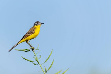 Mavi gökyüzünün önündeki kameraya bakan sarı dalgalı kuyruk..
