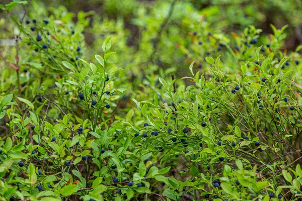 Forest Blueberry Grows Natural Habitat Focus One Single Berry Copy — Stock Photo, Image