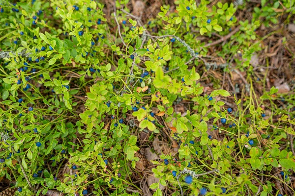 Forest Blueberry Grows Natural Habitat Focus One Single Berry Copy — Stock Photo, Image