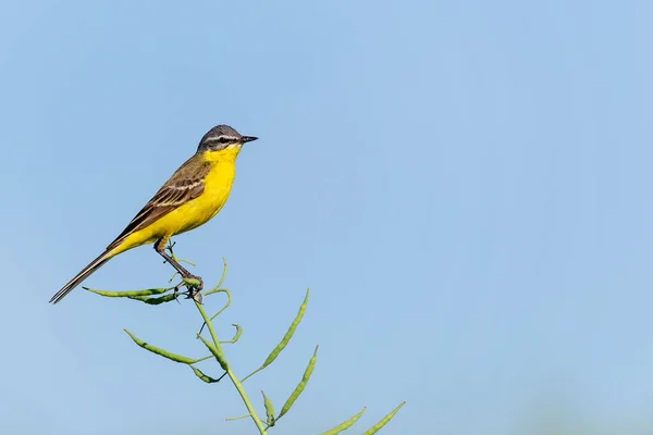 Yellow Wagtail Tall Grass Looking Camera Front Blue Sky — Stock Photo, Image