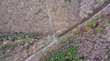 İlkbaharda karışık ormanın güzel doğal manzarasının insansız hava aracı görüntüsü..