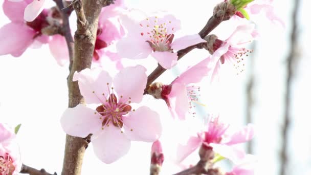 在树枝上盛开的桃树 特写特写 — 图库视频影像