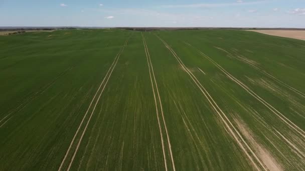 Vol aérien au-dessus du champ agricole avec un seul arbre debout jette de l'ombre sur le champ. Vue de dessus vitrine volume de la nature.