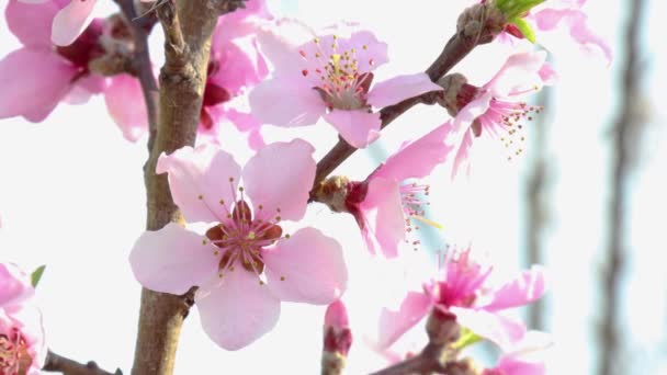 Персикові Дерева Цвітуть Вкрай Крупним Планом Гілці Дерева — стокове відео