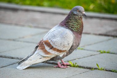 Güvercinler yerde yürür, gri güvercinler beton zeminde 