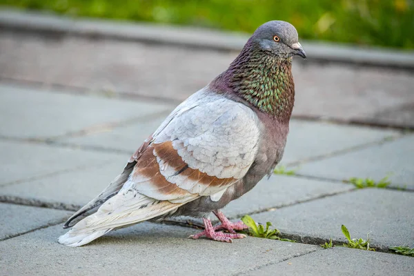 Pigeons Walk Floor Gray Pigeon Concrete Floor — Stock Photo, Image