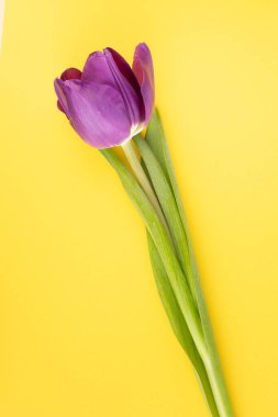 Sarı bir bahar arka planında sapı olan Lale Kafa 'nın hayatı. İlkbahar düzlüğü minimal biçimdeydi.