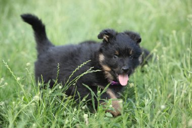 Bohem Shepherd sevimli köpek yavrusu