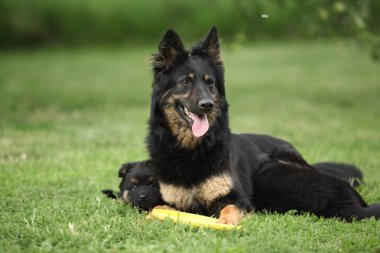 Bohem çoban güzel kaltak onun kukla ile