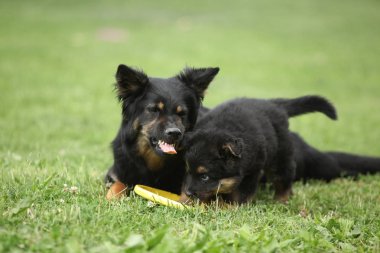 Bohem onun köpek yavrusu ebeveynlik çoban güzel orospu
