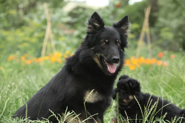 Hermosa perra de pastor bohemio con sus cachorros —  Fotos de Stock