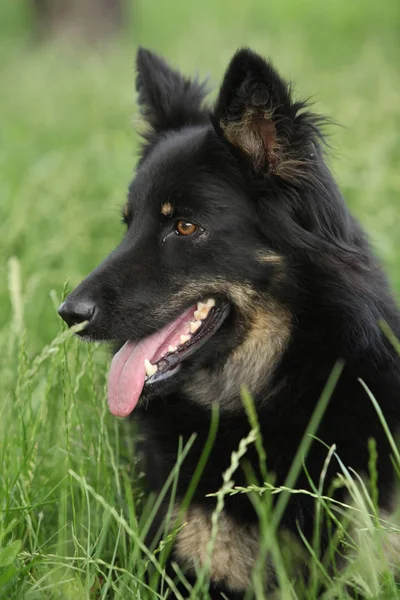 Geweldige Bohemian herder in de tuin — Stockfoto