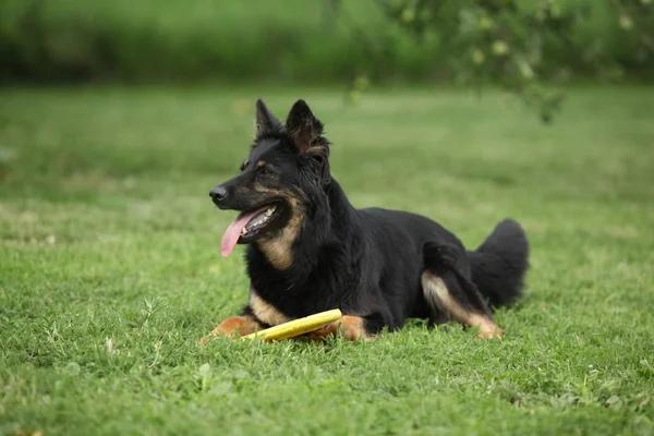 Belle chienne de berger bohème avec un jouet — Photo