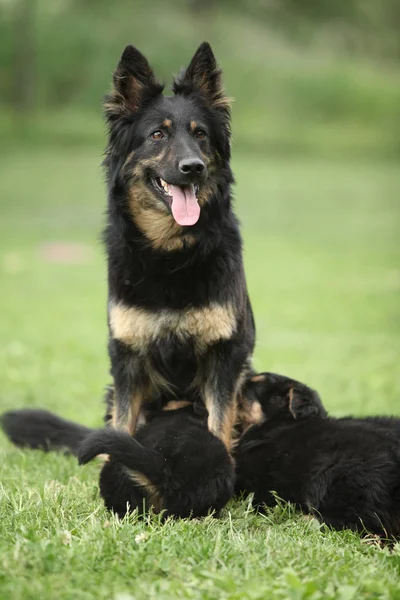 Bela cadela de pastor boêmio alimentando seus filhotes — Fotografia de Stock