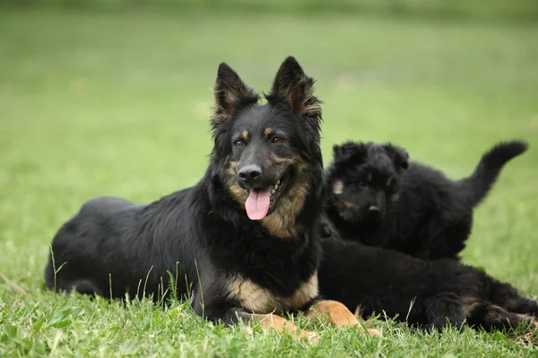 その子犬と自由奔放な羊飼いの美しい雌犬 — ストック写真