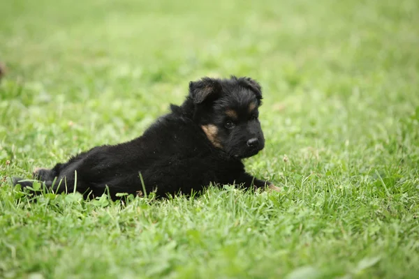 Bohem Shepherd sevimli köpek yavrusu — Stok fotoğraf