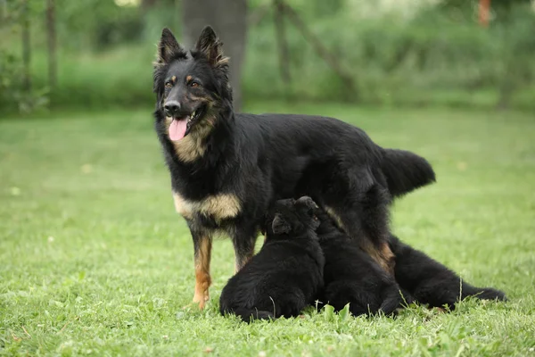 Krásná fenka Chodský pes s jeho štěňata — Stock fotografie