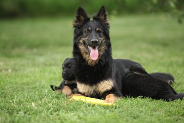 Bohem çoban güzel kaltak onun kukla ile