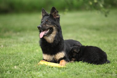Bohem çoban güzel kaltak onun kukla ile