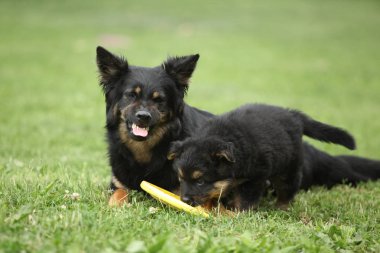 Bohem onun köpek yavrusu ebeveynlik çoban güzel orospu