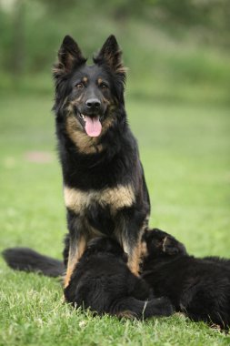 Bohem besleme onun kukla çoban güzel orospu